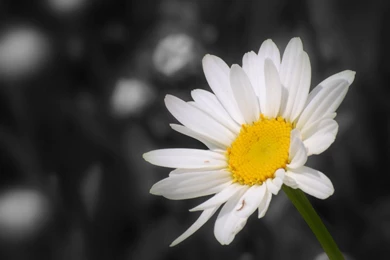 Daisy Flower   Wallpaper Backgrounds