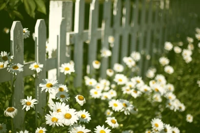 Mood Flower Flowers Flower Flower Chamomile Daisy Fence Fencing ...