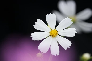 Download Wallpapers 1920x1200 Daisy, Flower, Petals, Backgrounds ...