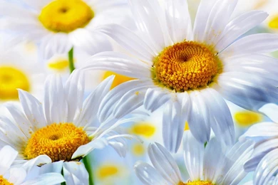 DCAB13 Color Wallpapers: White Daisy Flower Nature Wallpapers ...