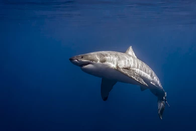 Great White Shark Wallpapers For Iphone   Kemecer.com