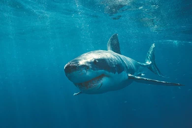Pics, Facts, Funny Stuff About Animals & Nature Great White Shark ...