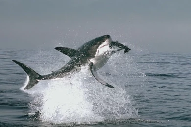 Hd Great White Shark 3