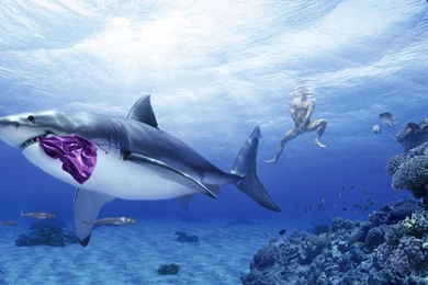 Hd Great White Shark 3