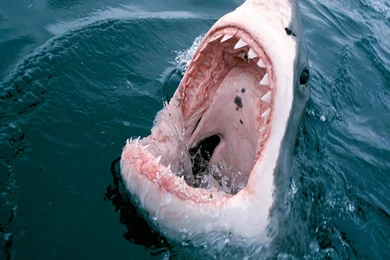 Great White Shark Mouth, 1920x1080 HD Wallpapers And FREE Stock Photo