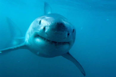 GREAT WHITE SHARK WALLPAPER   (