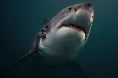 Index Of /scraper/data/alphacoders/Shark Wallpapers