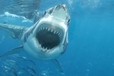 Great White Shark Pictures On Animal Picture Society