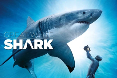 Great White Shark Official Trailer IMAX And Digital 3D   YouTube
