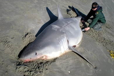 Great White Shark (id: 47482) – BUZZERG