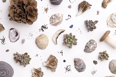 Design*Sponge Desktop Wallpapers