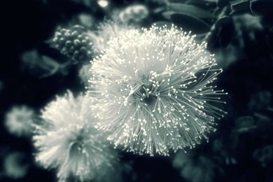 Galaxy Nexus Galaxy Nexus 1441x1279 Wallpapers – Galaxies Wallpapers ...