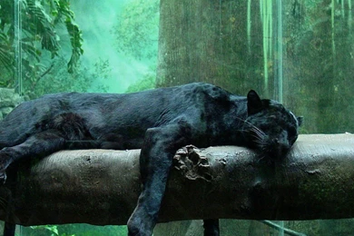 Black Panthers Wild Jungle Animals Desktop Wallpapers