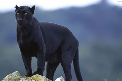 27/10/2015   1920x1200 Black Panther Desktop Wallpapers   Free ...