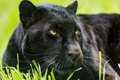 Black Panther Backgrounds   Wallpapers Cave