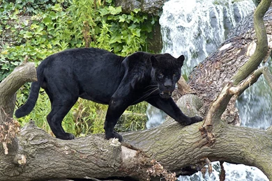 93 Black Panther HD Wallpapers