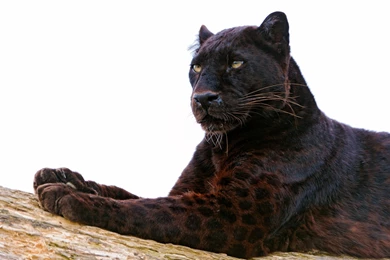 Black Panther Computer Wallpapers, Desktop Backgrounds