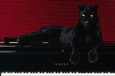 Desktop Wallpaper: Panthers Wallpapers