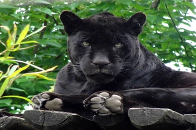 Black Panther Jungle Big Cat Stare Cats Desktop Wallpapers ~ Cats ...