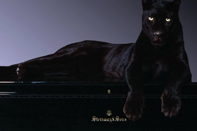 Animals Black Panther Desktop Wallpapers Nr 32929 2