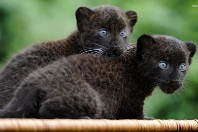 2 Cute Black Panther Desktop Backgrounds HD 1920x1200