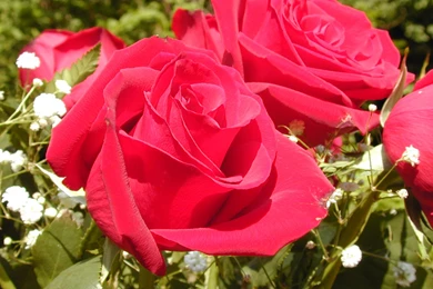 World's Top 100 Beautiful Flowers Images Wallpapers Photos Free ...