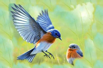 3 Eastern Bluebird HD Wallpapers