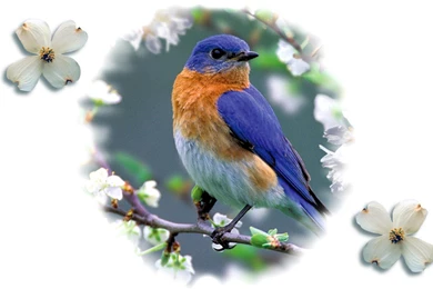 Easter Bluebird Spring Animal Photography Avian Wildlife Photo ...