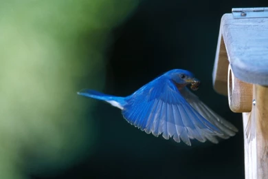 Bluebird Wallpapers   Wallpapers Cave