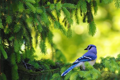 Blue Bird Backgrounds