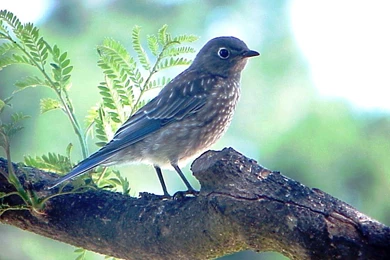 Stylist View: Mountain Blue Bird Free Wallpapers Download