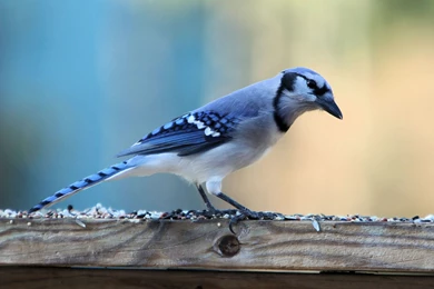 Beautiful Blue Bird Wallpapers