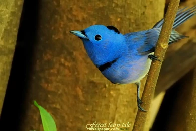 Blue Bird Wallpapers