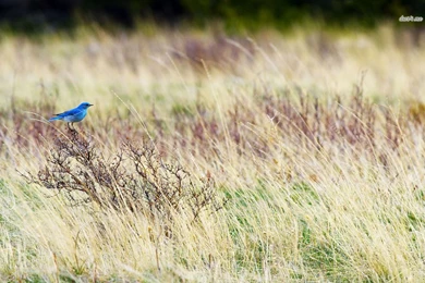 Bluebird Wallpapers   Wallpapers Cave