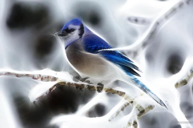 Bluebird Incredible View >> HD Wallpaper, Get It Now!