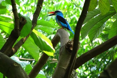 Beautiful Bird Blue Bird – Animals Birds HD Desktop Wallpapers