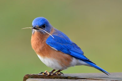 Species ID Quiz   Biology 427 With Dr. Andrew Dolby At University ...