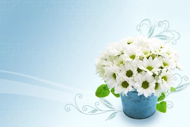 Desktop, Wallpaper, Background, Search, White, Flower (