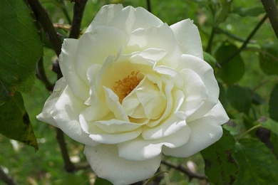 Pink Roses Wallpapers   Ndemok.com