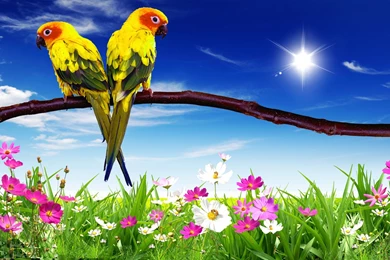 Parrot Wallpapers For Desktop HD