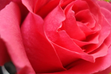 Rose Flowers Wallpapers For Desktop   Desktop Backgrounds