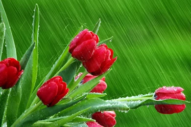 Rose Flowers Wallpapers   Wallpapers Pictures Gallery