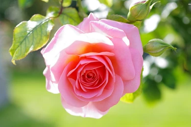 Flowers: Lovely Pink Rose Flowers Roses Nature Flower Desktop ...