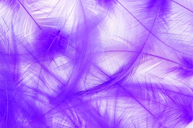 Black White And Purple Wallpapers   All Wallpapers New