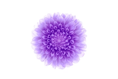 White Backgrounds Purple Flower Wallpapers