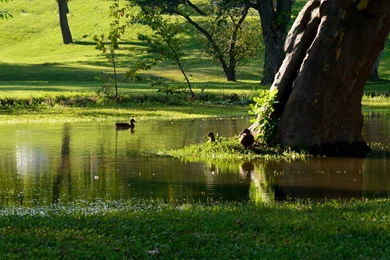 Other: Wading Deep Tranquil Peaceful Scenic Flood Ducks CSH ...