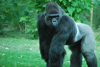 Silverbackgorilla   DeviantArt