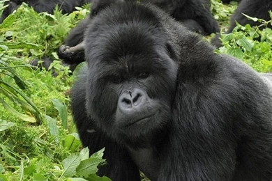 Mountain Gorilla On Pinterest