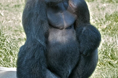 Silverback Gorilla Desktop Wallpapers