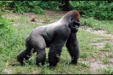 Silverback Gorillas (Gorilla Gorilla)   YouTube